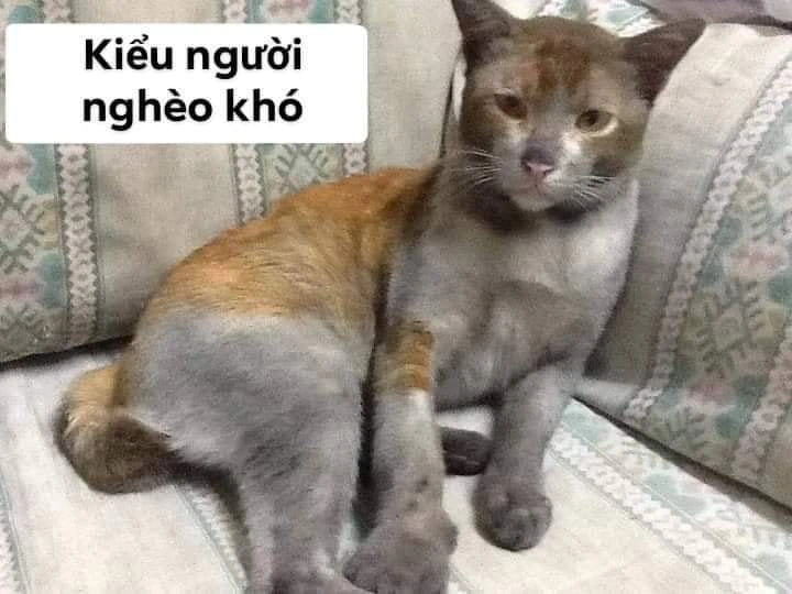 Meme ⚡ Mèo bẩn thỉu: kiểu người nghèo khó