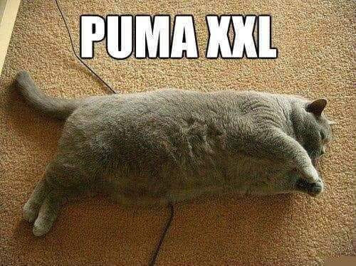 Meme ⚡ Mèo béo ú logo PUMA XXL