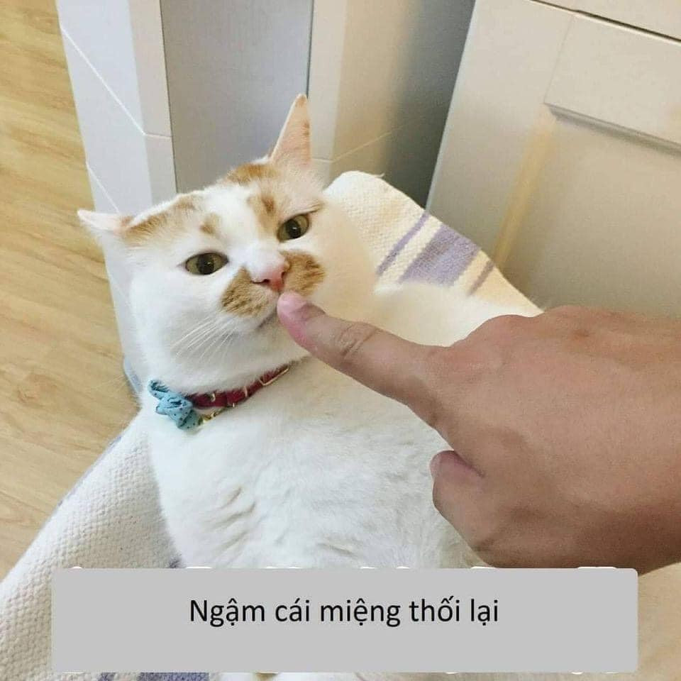 Meme ⚡ Mèo bị chỉ mặt nói ngậm cái miệng thối lại