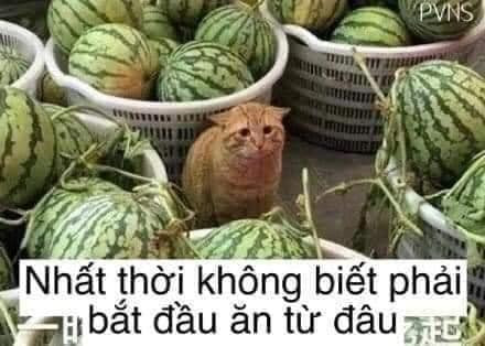 Meme ⚡ Mèo buồn bã giữa nhiều quả dưa hấu nhất thời không biết phải bắt đầu ăn từ đâu