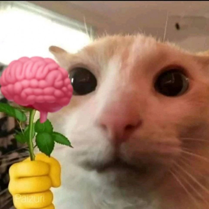 Meme ⚡ Mèo cầm bông hoa não tặng bạn
