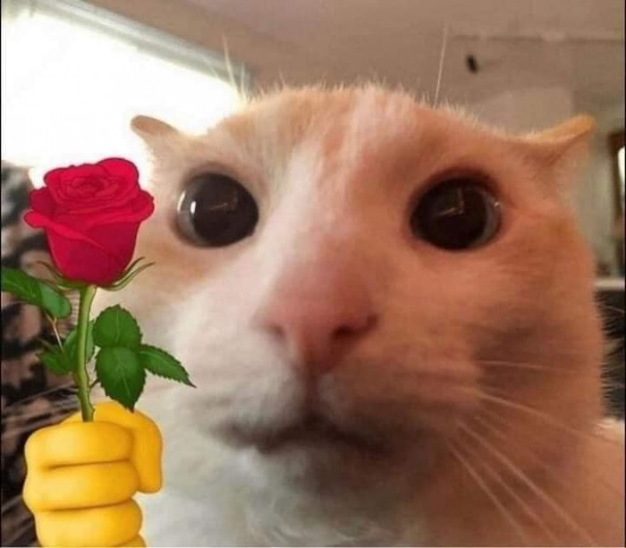 Meme ⚡ Mèo cầm bông hoa trên tay mạnh mẽ lên