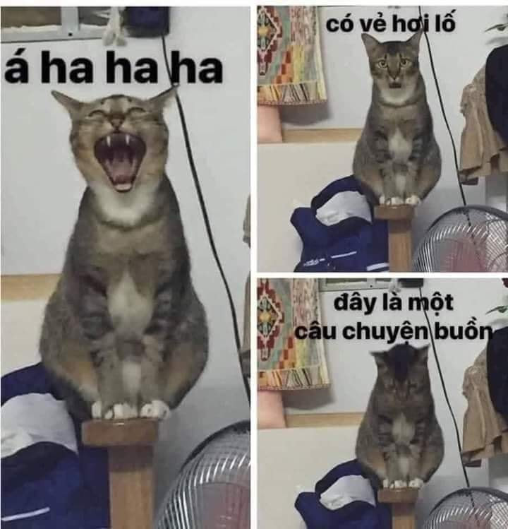 Meme ⚡ Mèo cười haha nhận ra có vẻ hơi lố vì đó là một câu chuyện buồn