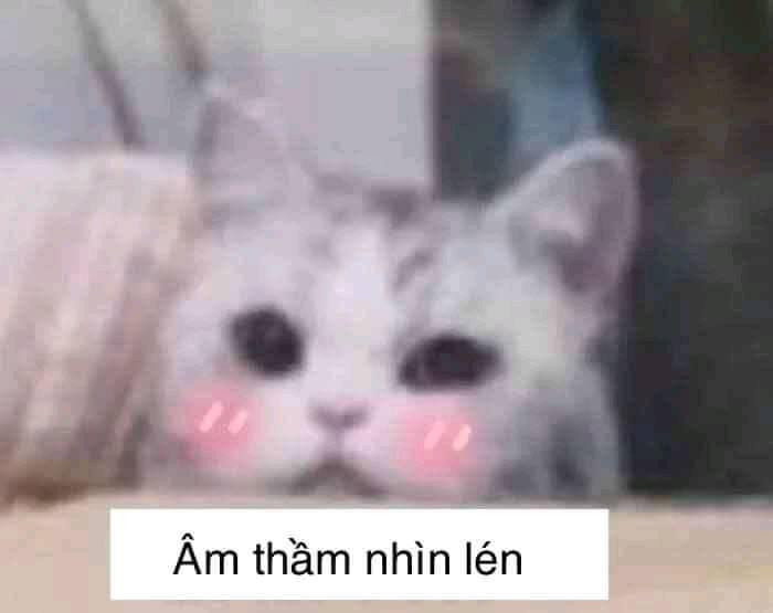 Meme ⚡ Mèo dễ thương âm thầm nhìn lén