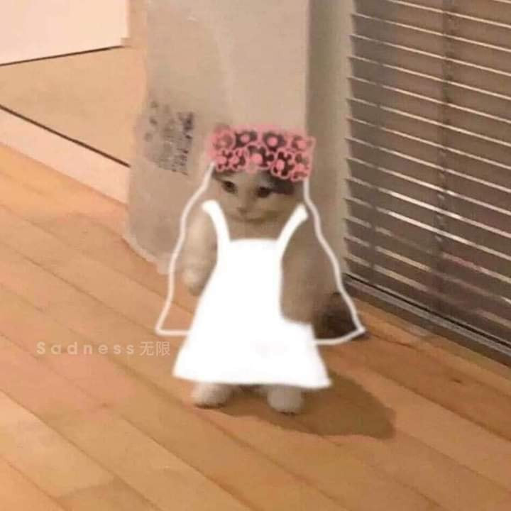 Meme ⚡ Mèo đứng bằng hai nhân mặc váy cưới cô dâu