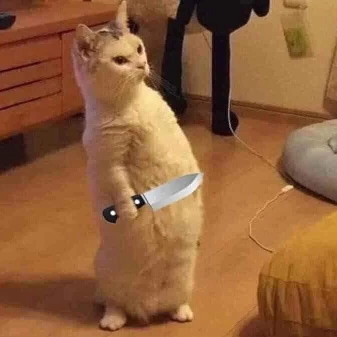Meme ⚡ Mèo đứng hai chân như người, tay cầm dao