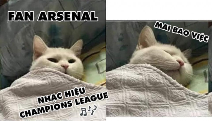 Meme ⚡ Mèo fan Arsenal nghe nhạc hiệu C1 đi ngủ mai bao việc