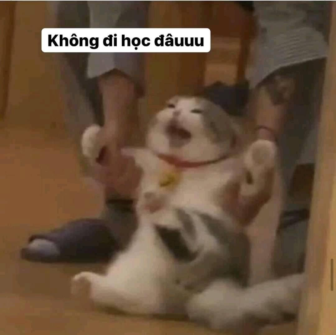 Meme ⚡ Mèo gào thét nói không đi học đâuuu