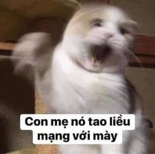 Meme ⚡ Mèo giơ nắm đấm: con mẹ nó tao liều mạng với mày