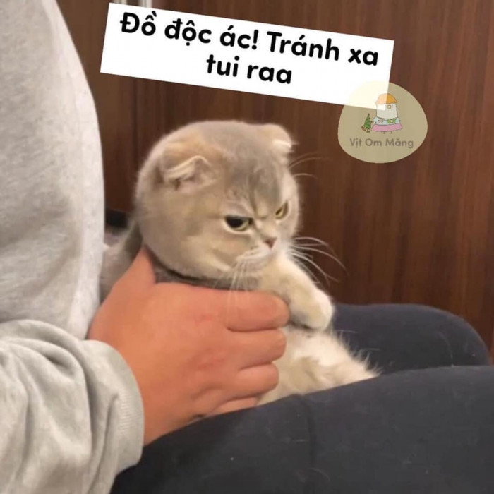 Meme ⚡ Mèo lườm: đồ độc ác, tránh xa tui ra