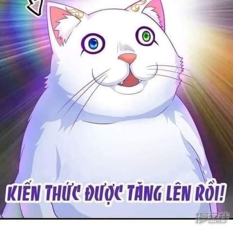 Meme ⚡ Mèo mập ú: kiến thức được tăng lên rồi