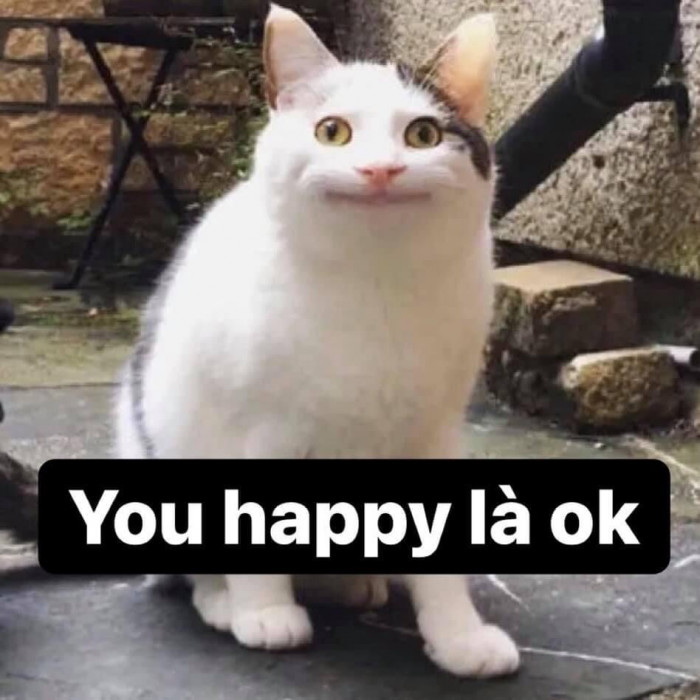 Meme ⚡ Mèo mặt bất lực: you happy là ok