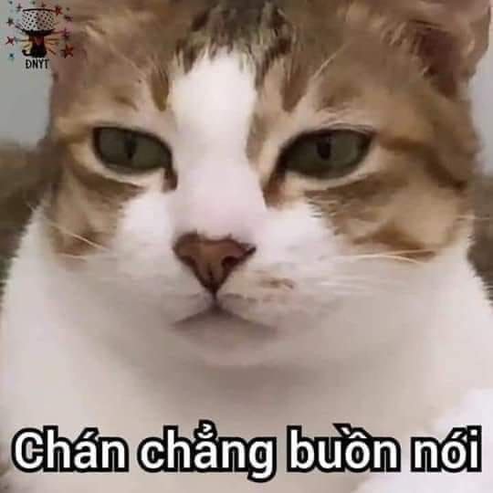 Meme ⚡ Mèo mắt lờ đờ chán chẳng buồn nói