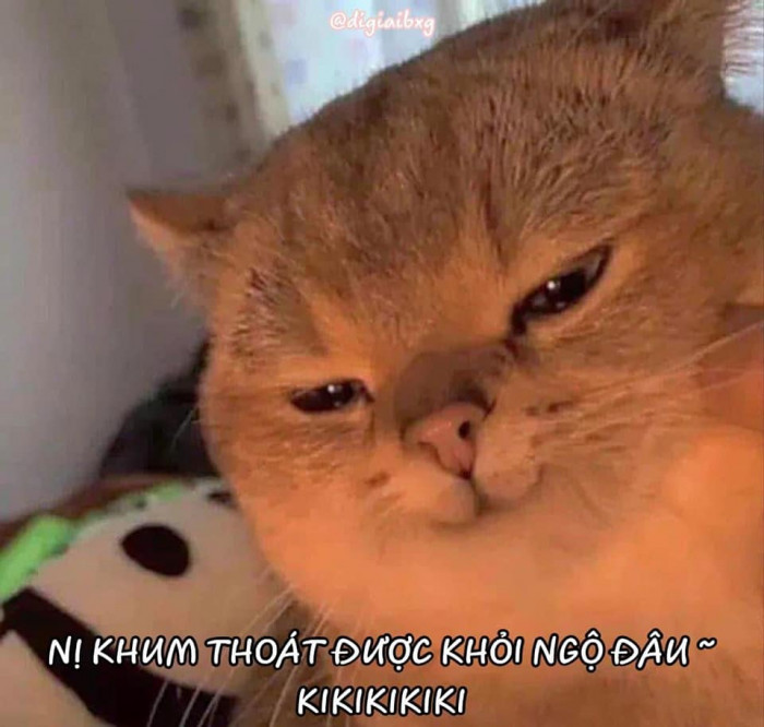 Meme ⚡ Mèo mặt nham hiểm nói nị không thoát được khỏi ngộ đâu