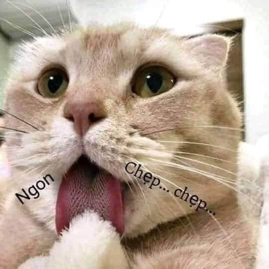 Meme ⚡ Mèo vuốt lưỡi mlem mlem ngon chẹp chẹp