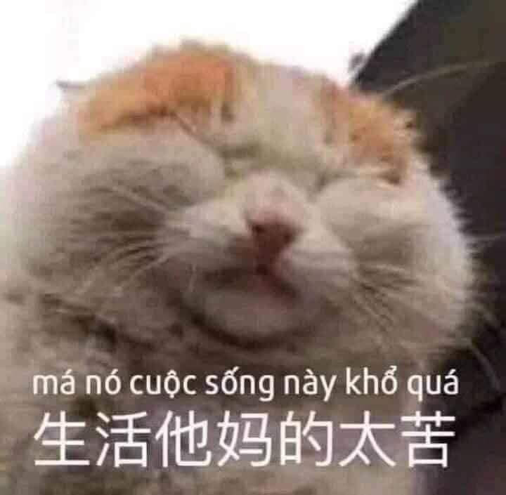 Meme ⚡ Mèo nhắm mắt nói má nó cuộc sống này khổ quá