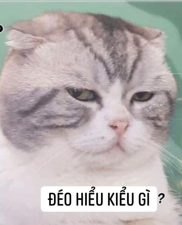 Meme ⚡ Mèo nhăn mặt nói đéo hiểu kiểu gì