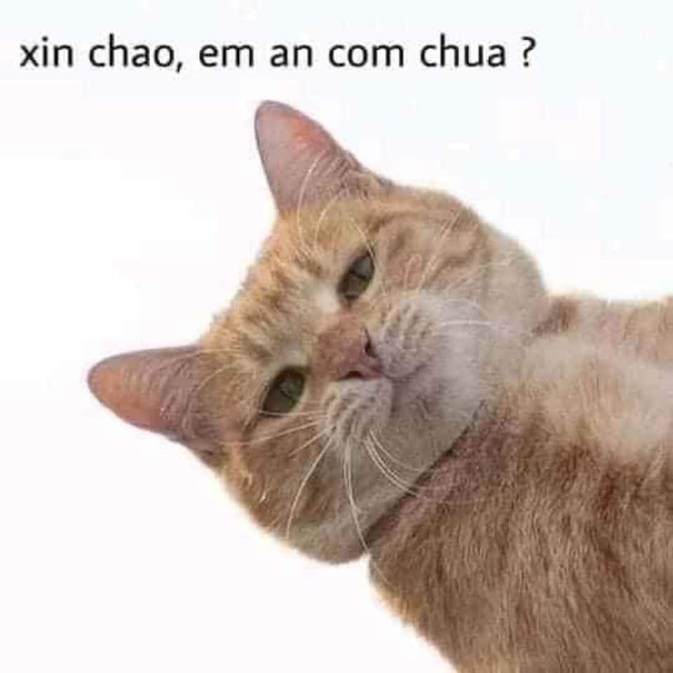 Meme ⚡ Mèo nhìn ngó nói xin chào, em ăn cơm chưa?