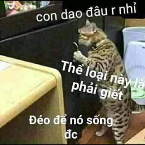 Meme ⚡ Mèo nói con dao đâu rồi nhỉ, thể loại này là phải giết