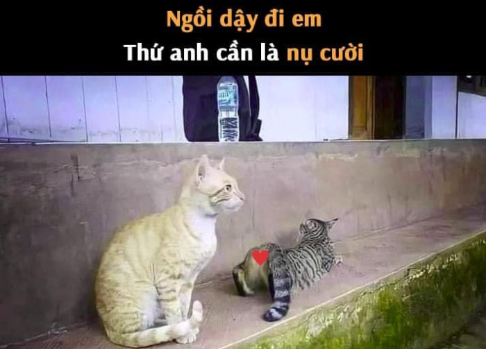 Meme ⚡ Mèo nói ngồi dậy đi em, thứ anh cần là nụ cười