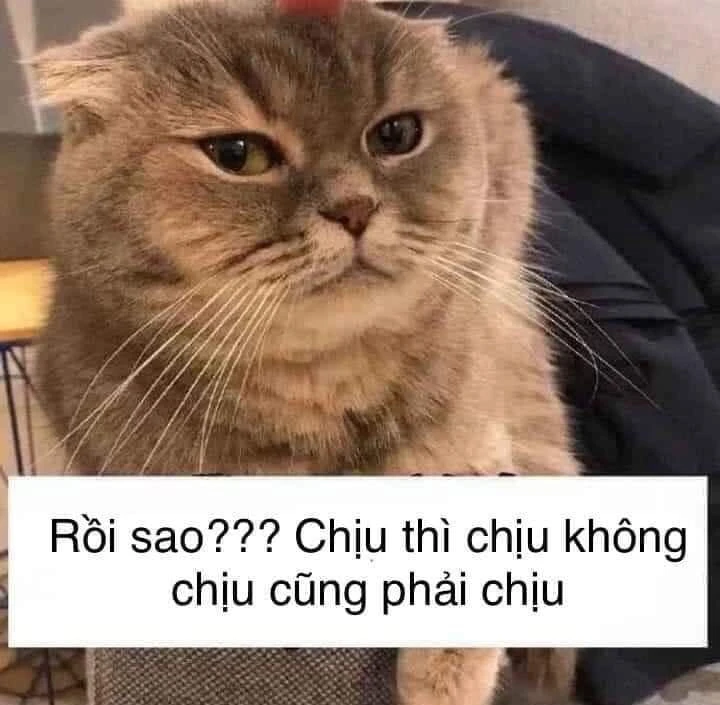 Meme ⚡ Mèo nói: Rồi sao? Chịu thì chịu không chịu cũng phải chịu