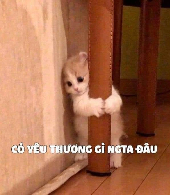 Meme ⚡ Mèo ôm chân bàn nói có yêu thương gì người ta đâu