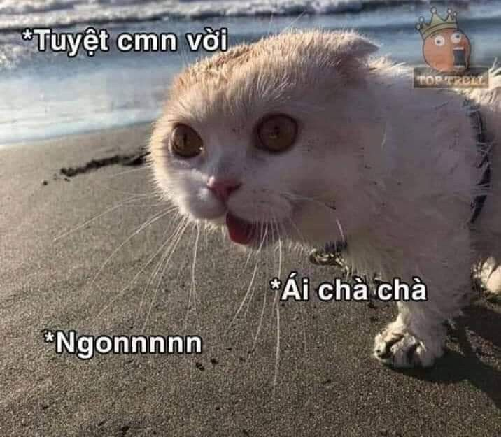 Meme ⚡ Mèo thèm thuồng: tuyệt vời, ngon, ái chà chà