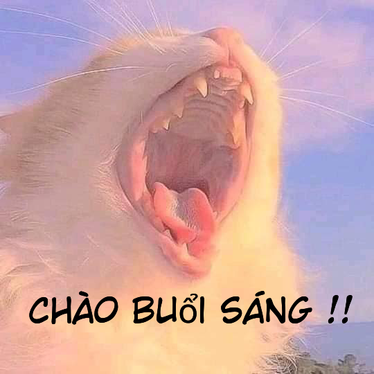 Meme ⚡ Mèo trắng há mồm nhe răng chào buổi sáng