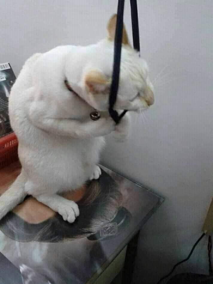 Meme ⚡ Mèo trắng lấy dây treo cổ