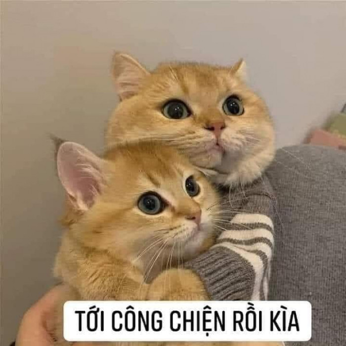 Meme ⚡ Mèo vàng ôm nhau nói tới công chiện rồi kìa