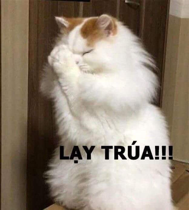 Meme ⚡ Mèo xù lông trắng chắp tay lạy chúa