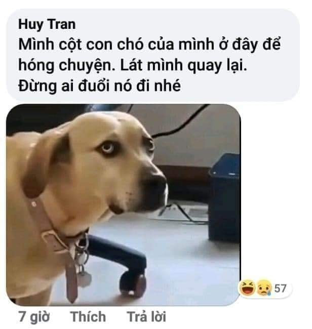 Meme ⚡ Mình cột con chó của mình ở đây để hóng chuyện