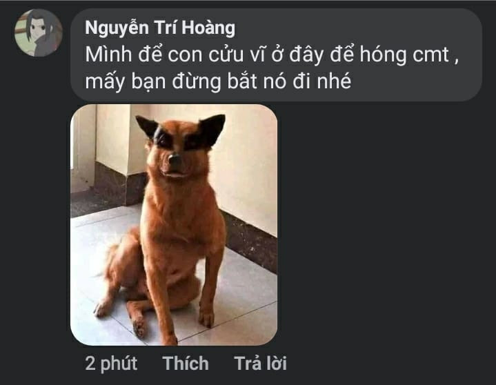 Meme ⚡ Mình để con cửu vĩ ở đây để hóng comment, các bạn đừng bắt nó đi nhé