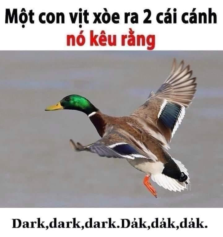 Meme ⚡ Một con vịt xoè ra 2 cái cánh, nó kêu rằng dark dark dark dảk dảk dảk