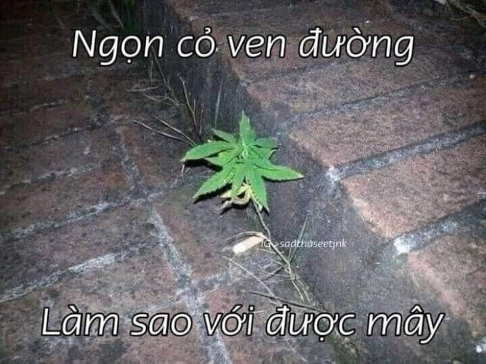 Meme ⚡ Ngọn cỏ ven đường làm sao với được mây?