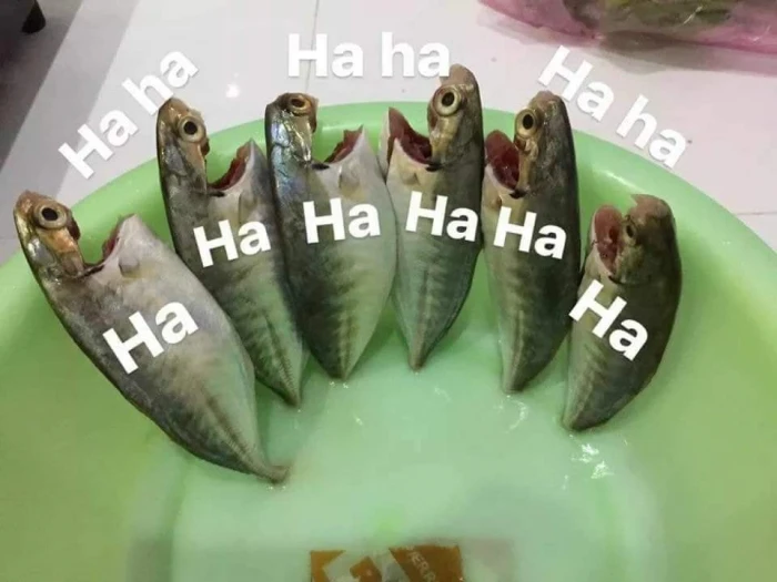 Meme ⚡ Những con cá sống há mồm cười ha ha ha ha