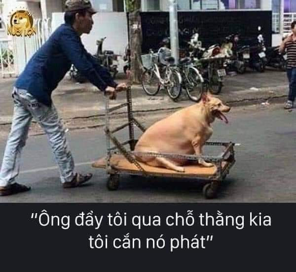 Meme ⚡ Ông đẩy tôi qua chỗ thằng kia tôi cắn nó phát