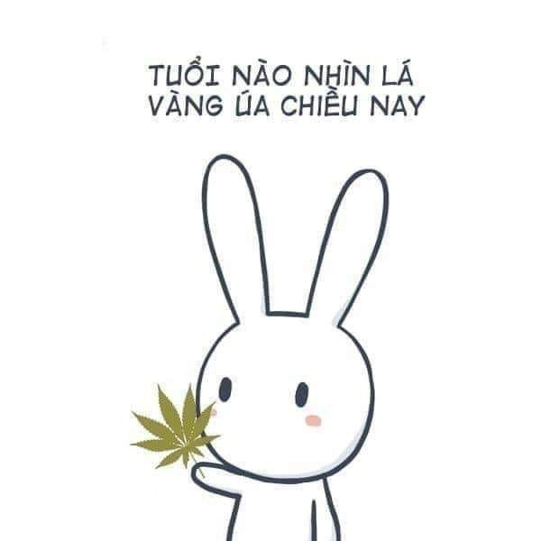 Meme ⚡ Tuổi nào nhìn lá vàng úa chiều nay – thỏ bảy màu cầm lá cần