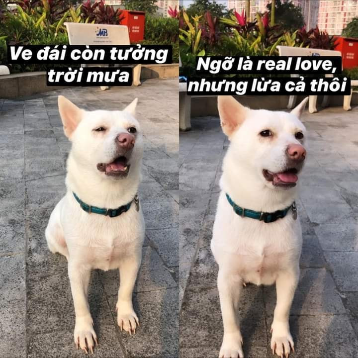 Meme ⚡ Ve đái còn tưởng trời mưa, ngỡ là real love nhưng lừa cả thôi