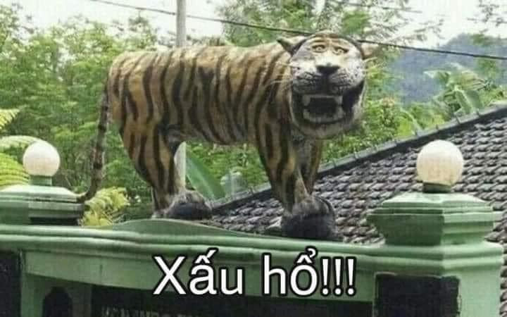 Meme ⚡ Xấu hổ – con hổ rất xấu