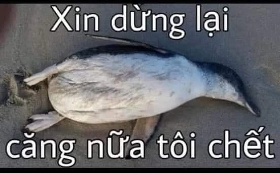 Meme ⚡ Xin dừng lại, căng nữa tôi chết